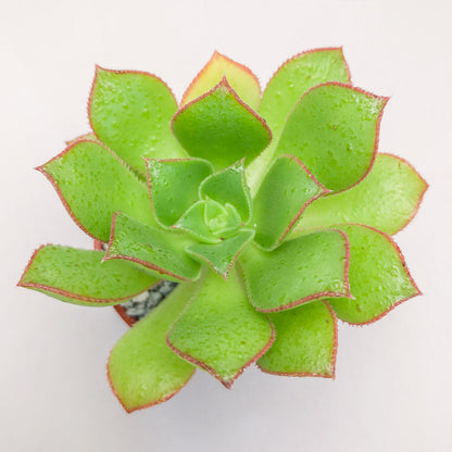 Aeonium mascaense