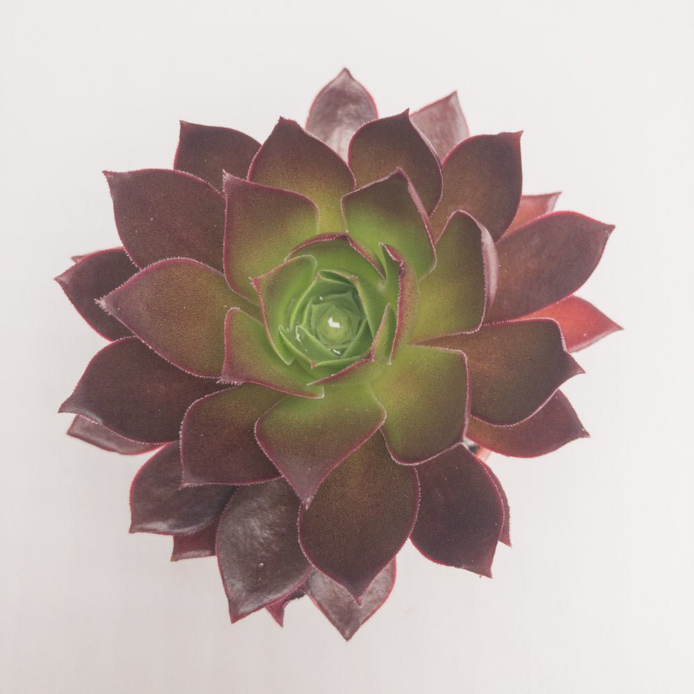 Aeonium 'Phoenix Flame' - Surreal Succulents