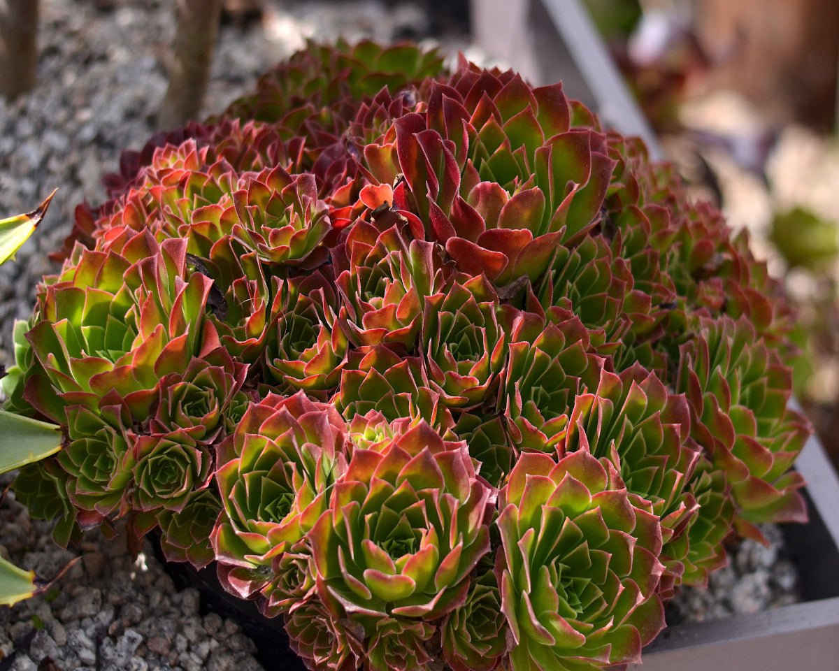 succulents phoenix Aeonium 'Phoenix Flame' – Surreal Succulents