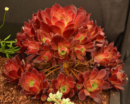 Aeonium 'Phoenix Flame' - Surreal Succulents