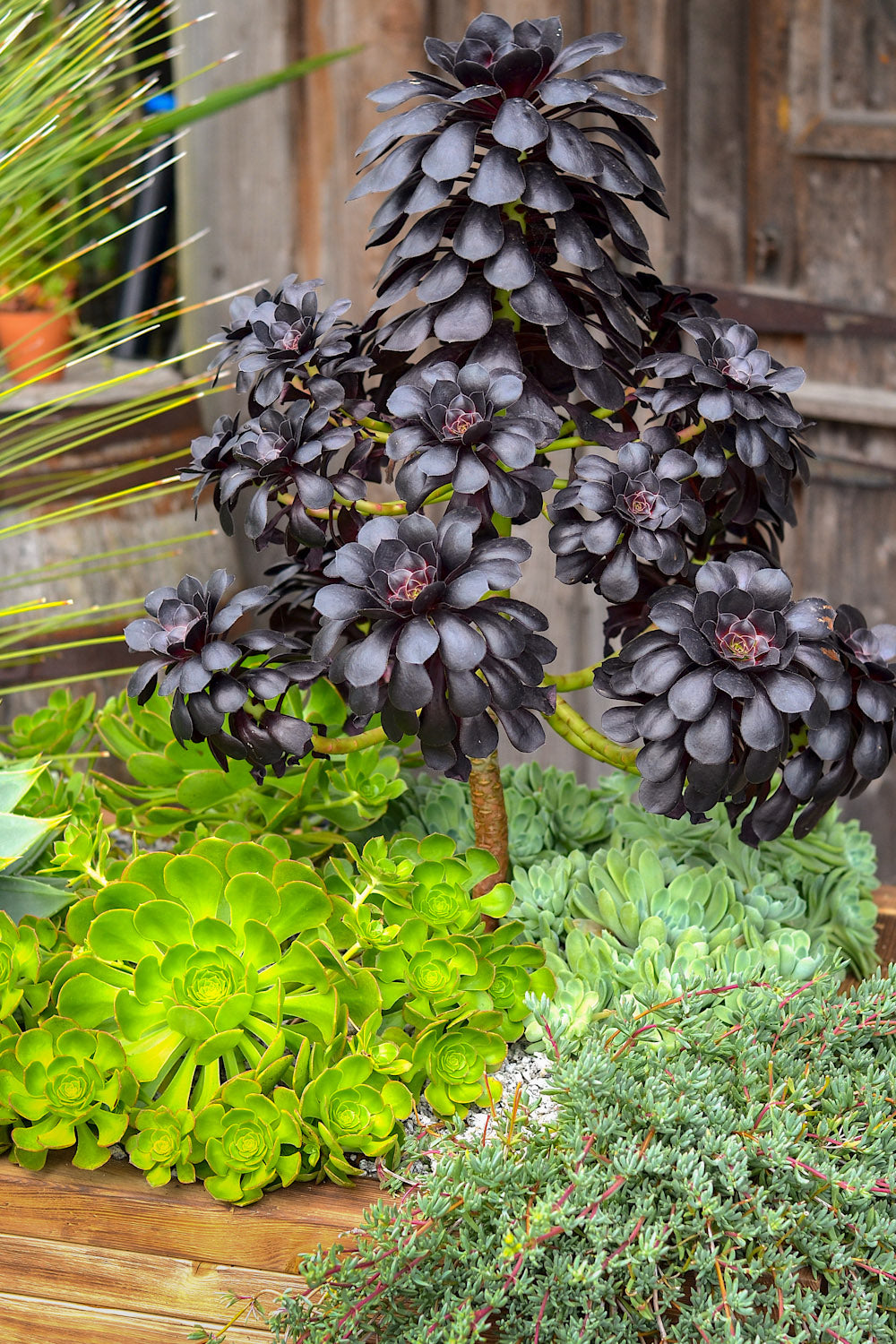 How to grow and propagate Aeoniums – Surreal Succulents