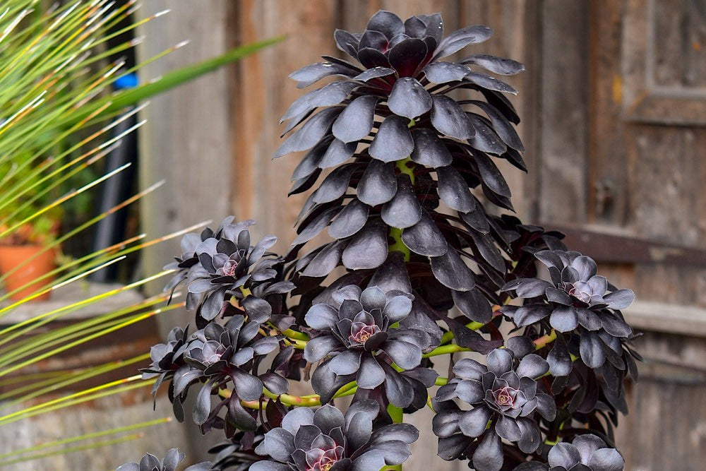 アエオニウムの育て方と増やし方 – Surreal Succulents