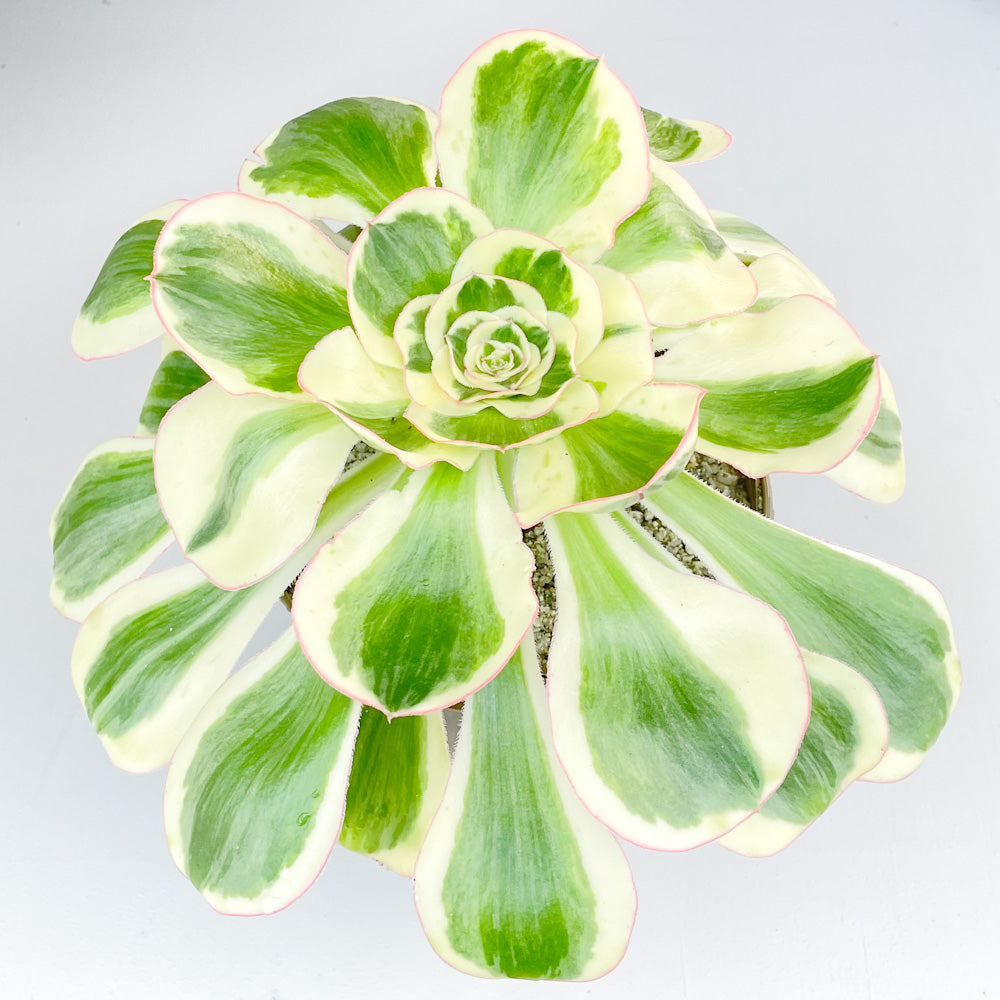 Aeonium 'Poseidon'