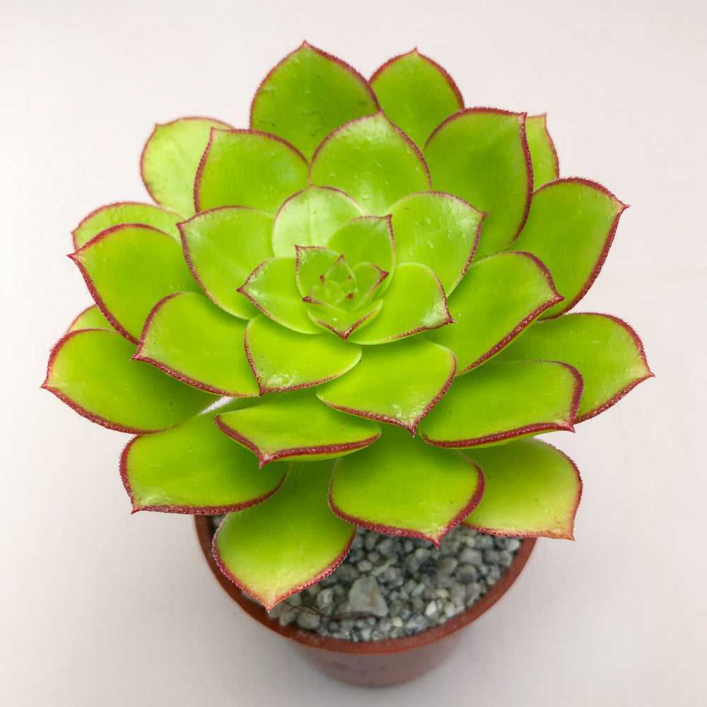 Echeveria minima 'Red Edge'