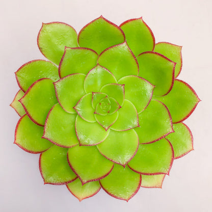 Echeveria minima 'Red Edge'