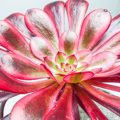 Aeonium 'Schwarzkopf' variegata