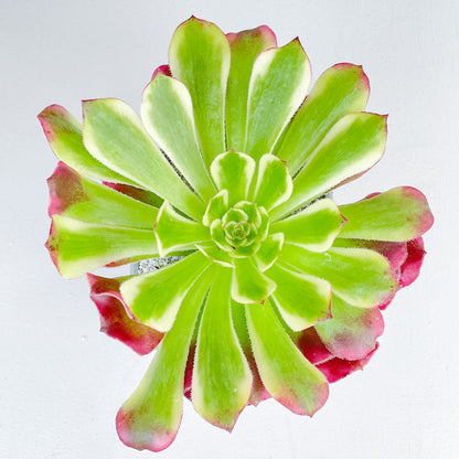 Aeonium 'Venus'