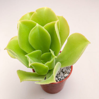 Aeonium canariense var. virgineum