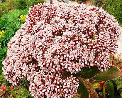 Aeonium appendiculatum