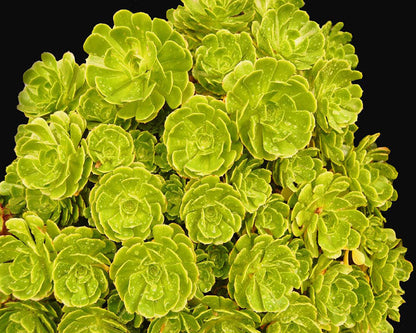 Aeonium arboreum