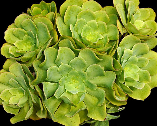 Aeonium cuneatum