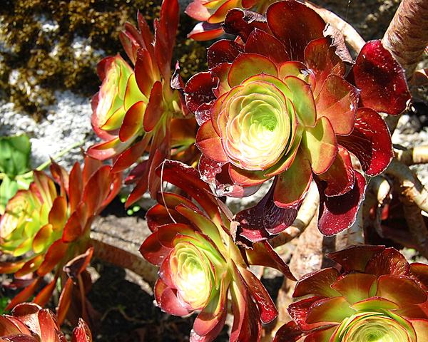 Aeonium 'Cyclops'