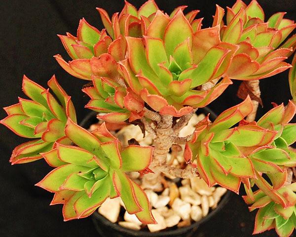 Aeonium decorum