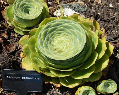 Aeonium dodrantale