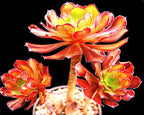 Aeonium 'Garnet'