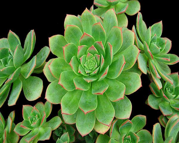 Aeonium haworthii