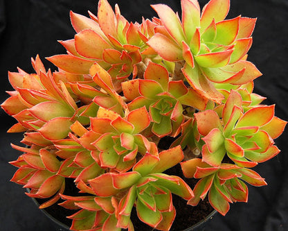 Aeonium leucoblepharum