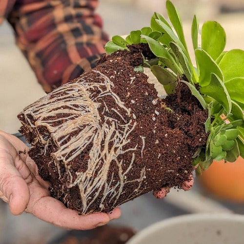 can you plant succulents in compost General Succulent Compost Mix – Surreal Succulents