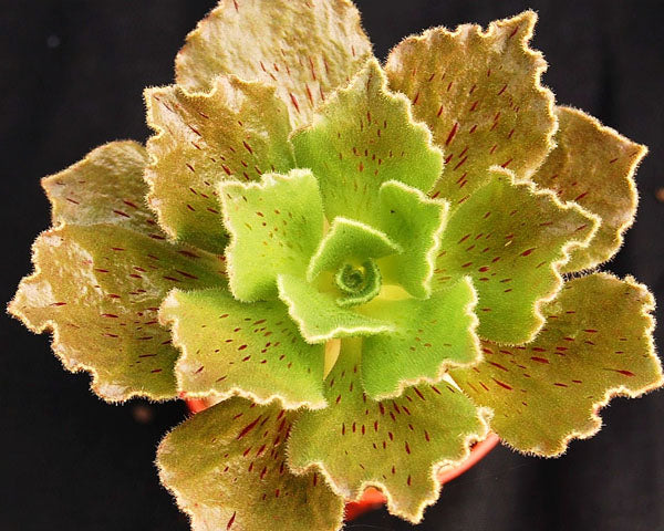 Aeonium smithii