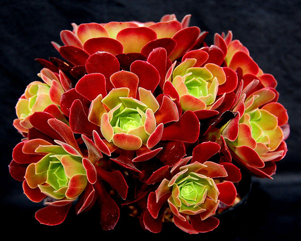 Aeonium 'Velour'