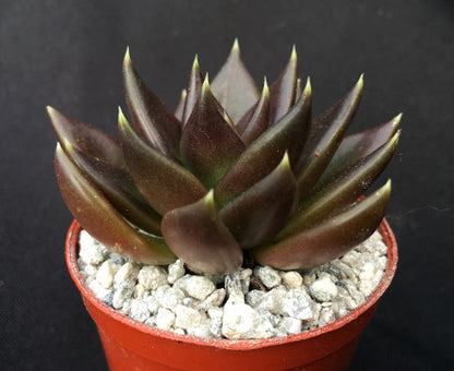 Echeveria affinis