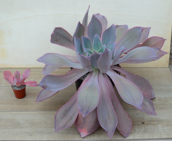 Echeveria 'Afterglow'