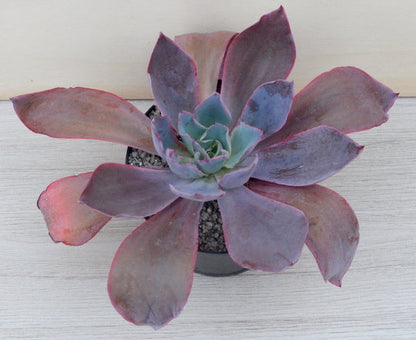 Echeveria 'Afterglow'