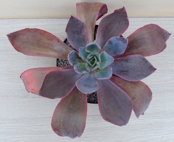 Echeveria 'Afterglow'