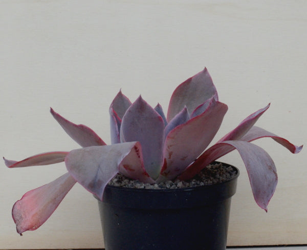 Echeveria 'Afterglow'