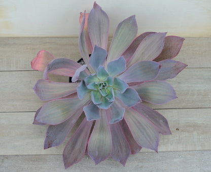 Echeveria 'Afterglow'