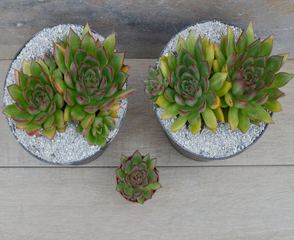 Echeveria agavoides x pulidonis