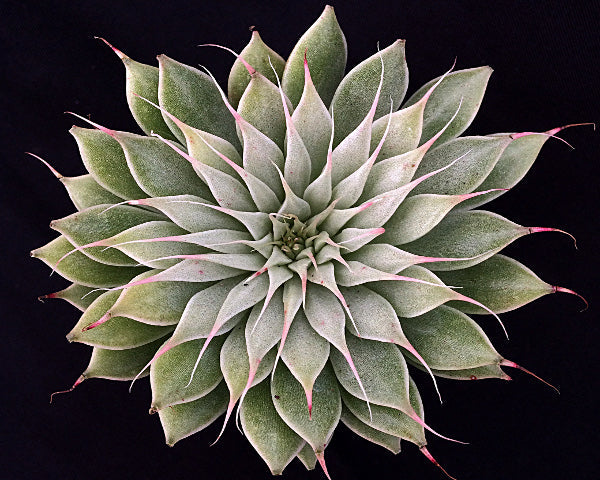 x Graptoveria 'Silver Star'