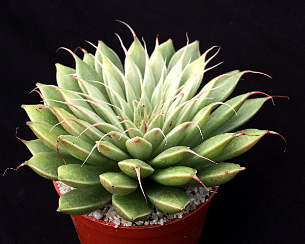 x Graptoveria 'Silver Star'