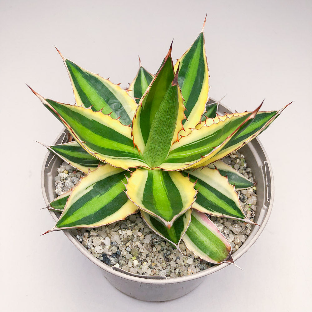 Agave lopantha ‘Quadricolor’