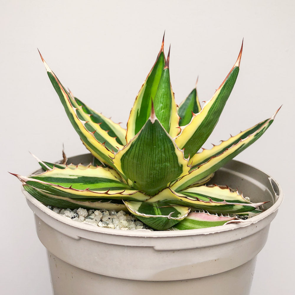 Agave lopantha ‘Quadricolor’