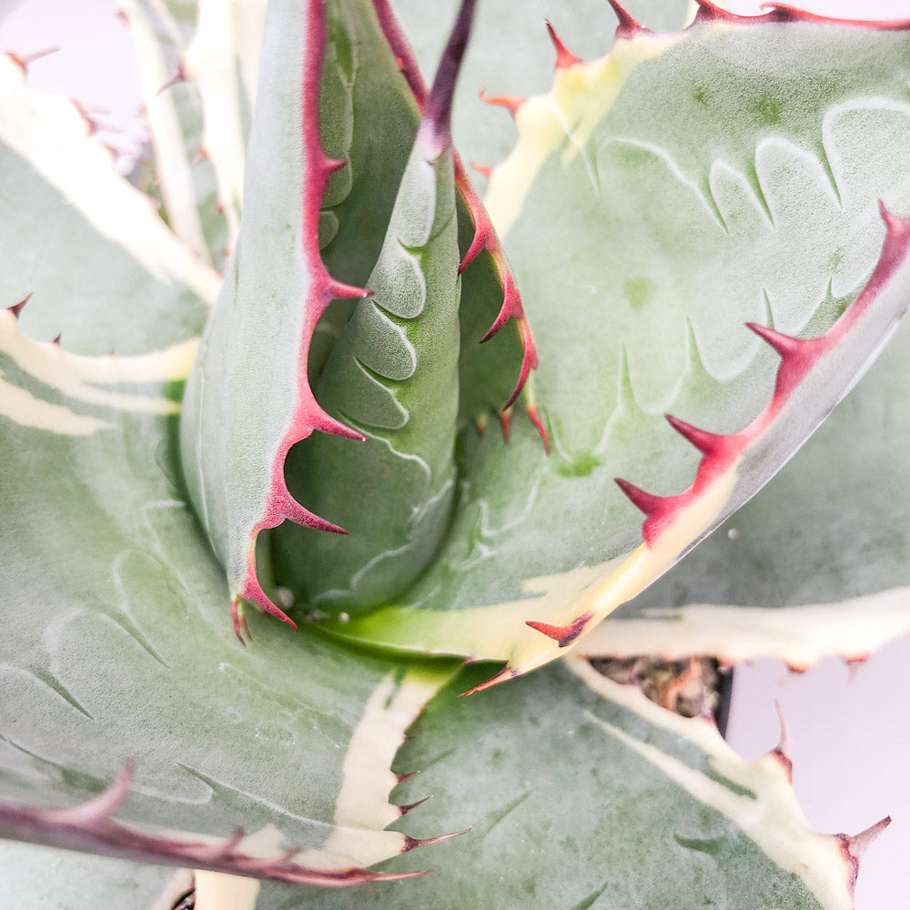 Agave parrasana 'Fireball'