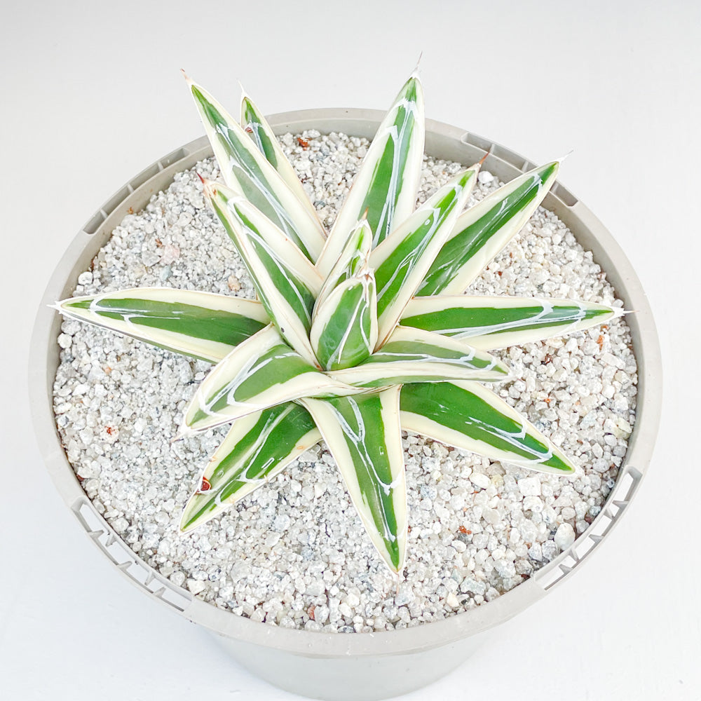 Agave Victoriae reginae White Rhino Surreal Succulents agave-victoriae-reginae-white-rhino-surreal-succulents