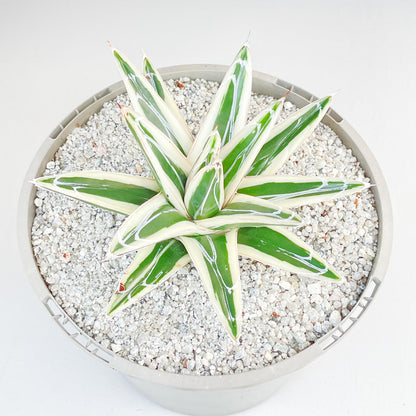 Agave victoriae-reginae 'White Rhino'