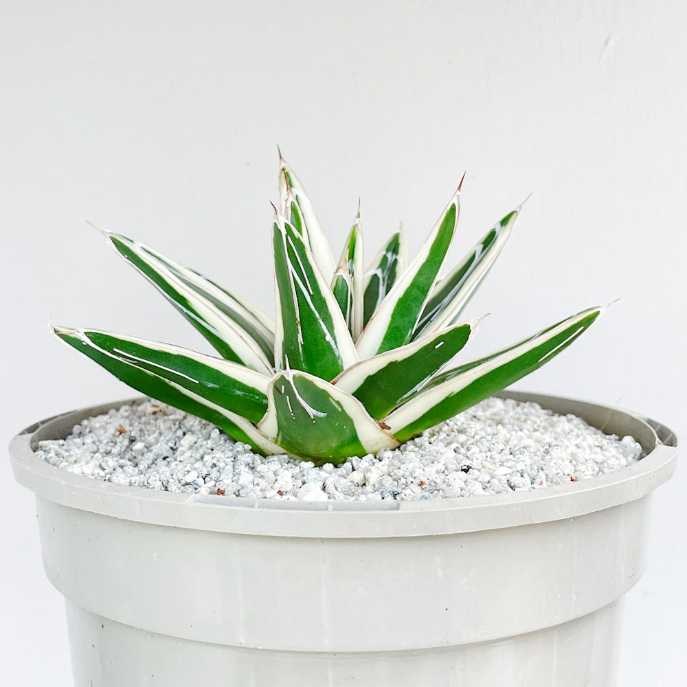 Agave victoriae-reginae 'White Rhino'