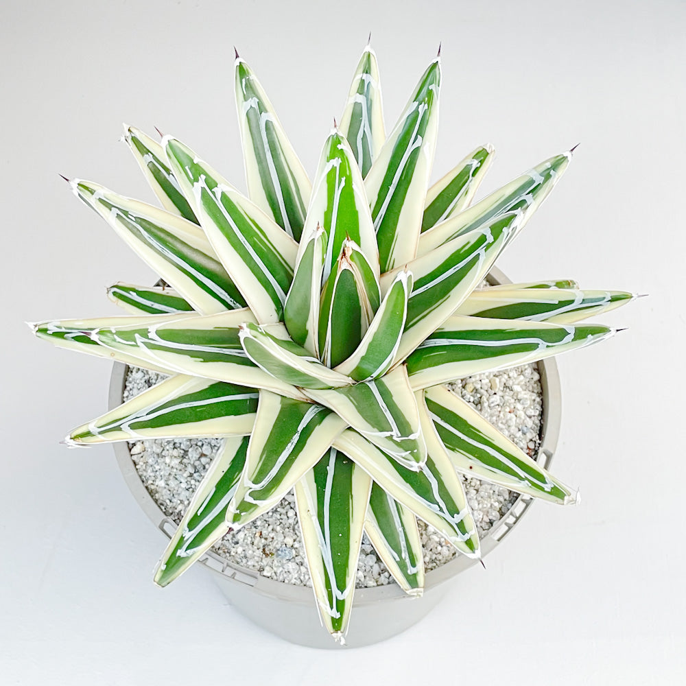 Agave victoriae-reginae 'White Rhino'