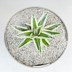 Agave victoriae-reginae 'White Rhino'