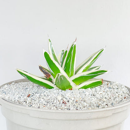 Agave victoriae-reginae 'White Rhino'