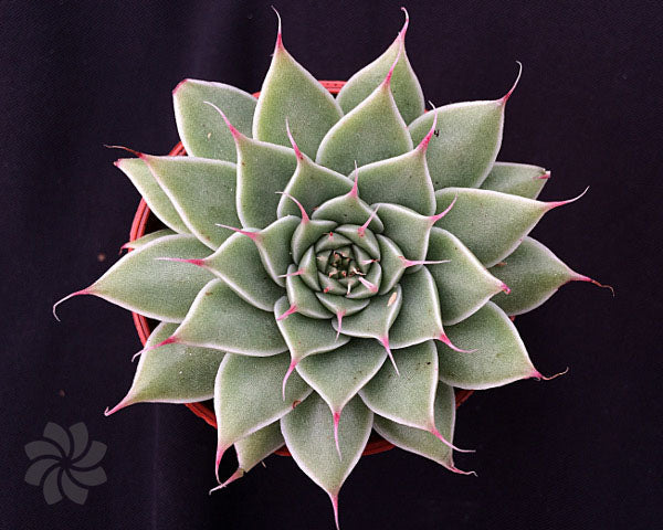 x Graptoveria 'Silver Star'