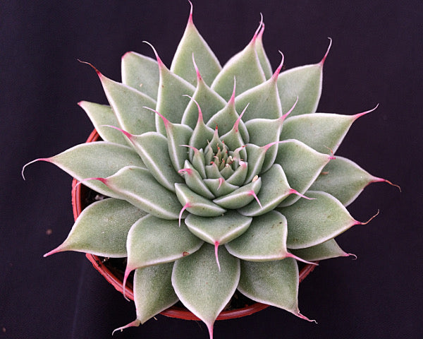 x Graptoveria 'Silver Star'