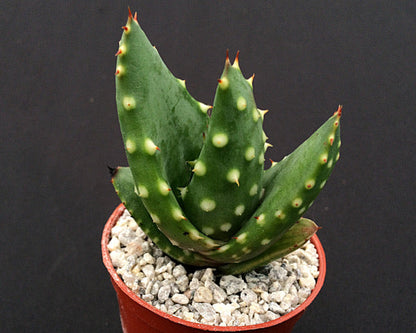 Aloe aculeata