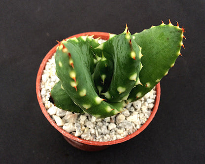 Aloe aculeata