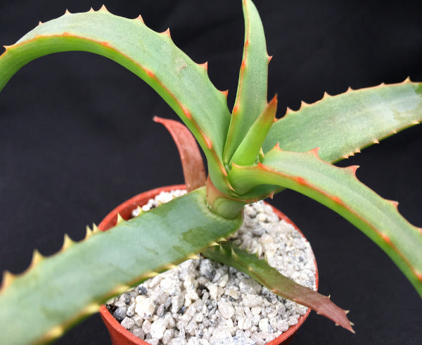 Aloe arborescens