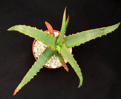 Aloe arborescens