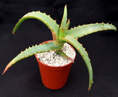 Aloe arborescens