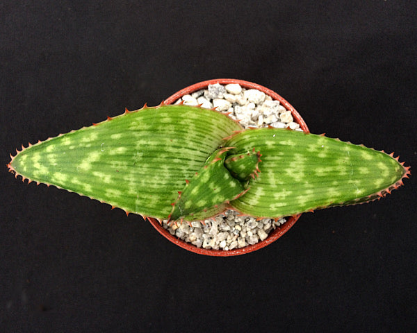 Aloe branddraaiensis